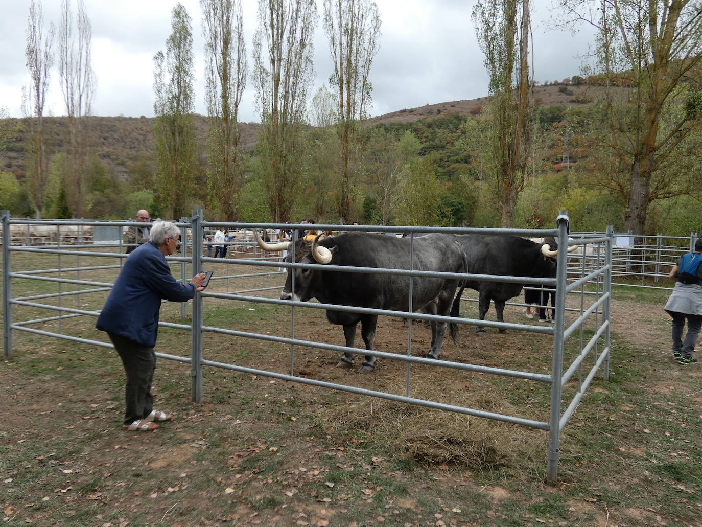 Fotos: Feria ganadera y de artesanía agroalimentaria de Ojacastro