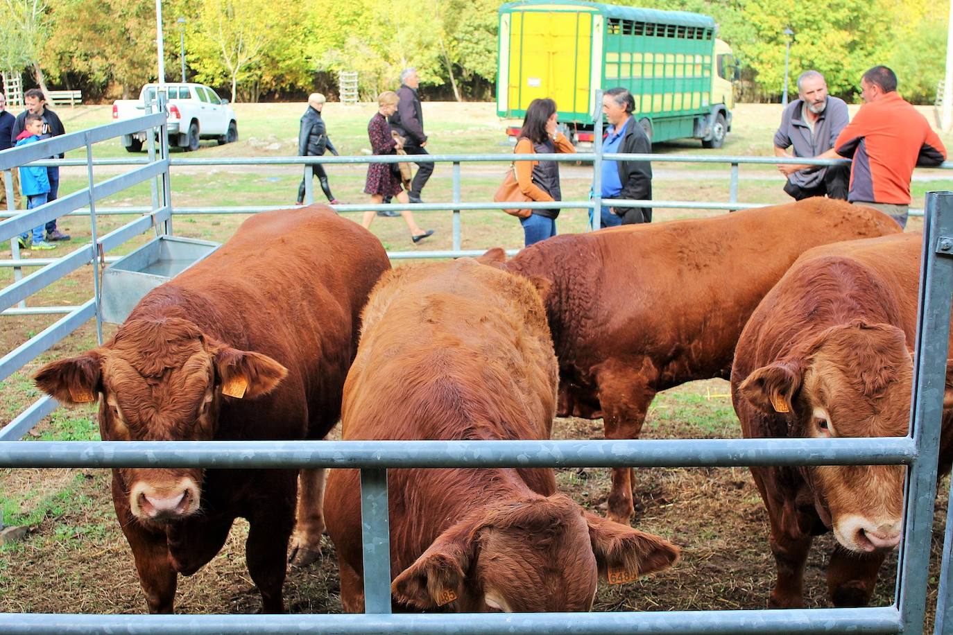 Fotos: Lo más granado de la ganadería camerana