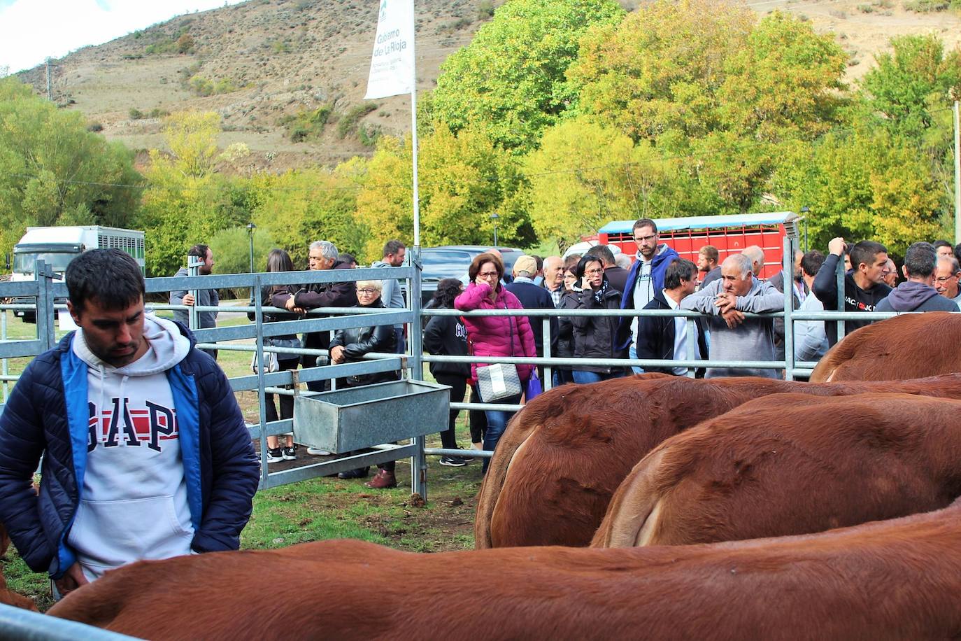 Fotos: Lo más granado de la ganadería camerana