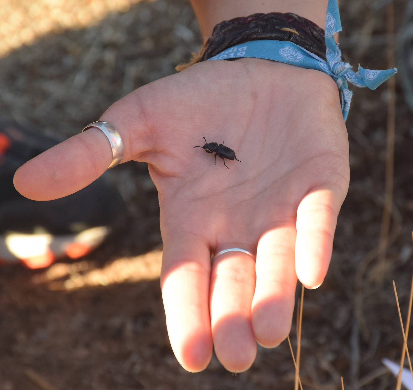 Fotos: La fauna de Logroño