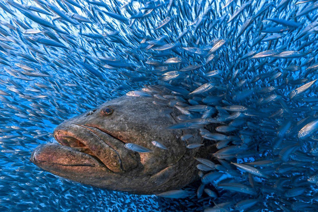 Hace décadas, tras una severa disminución en las poblaciones de goliath, Florida prohibió su pesca, lo que provocó un aumento de la población