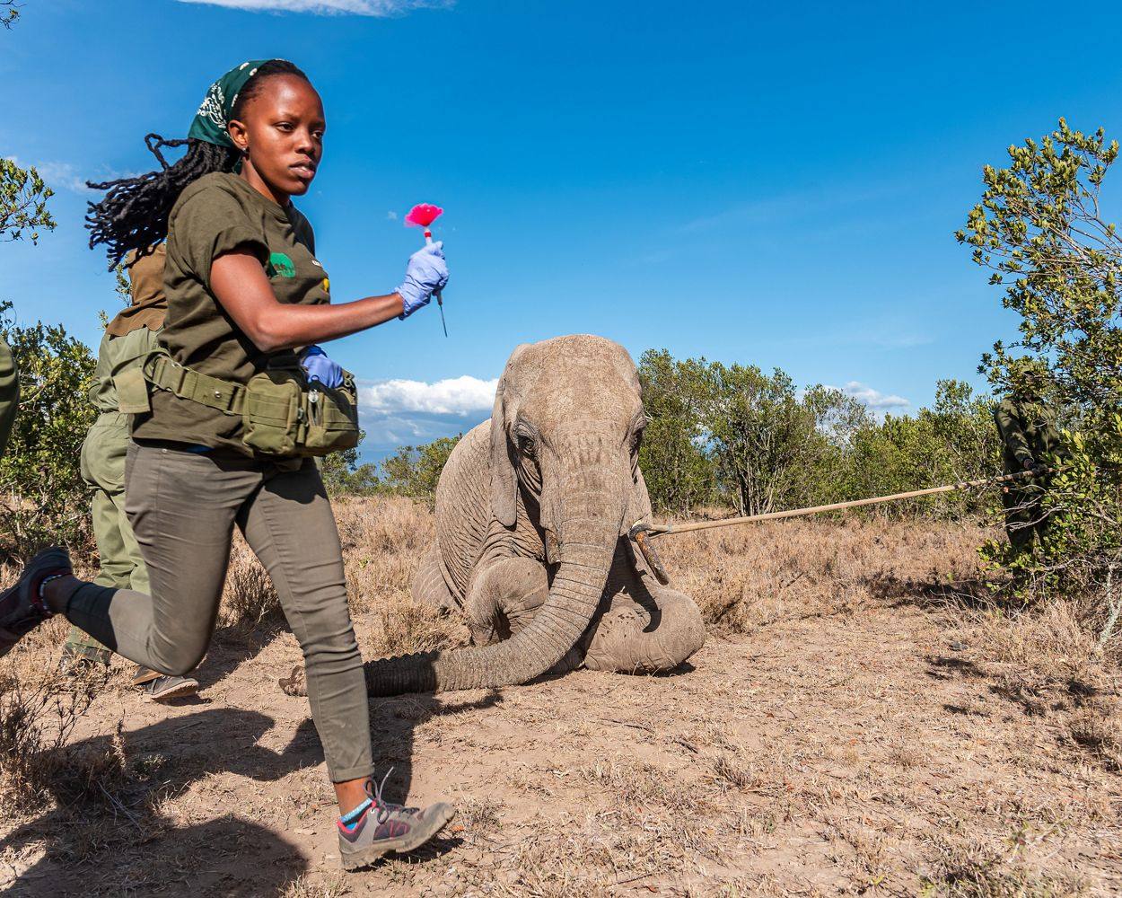 Un veterinario trabaja rápidamente para diagnosticar y tratar la herida de una cría de elefante