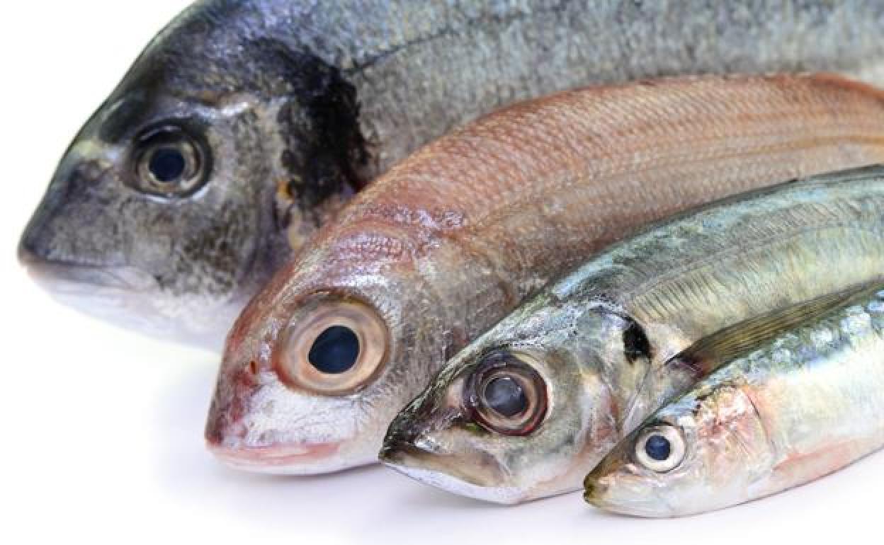 Las trece especies de pescado libres de mercurio