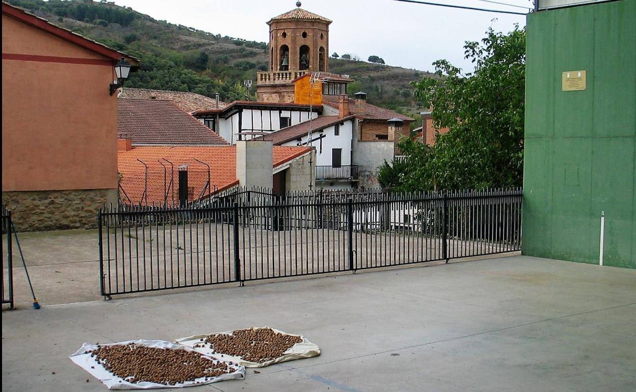 Nueces secándose al aire de la sierra en el suelo del frontón de Pedroso. 