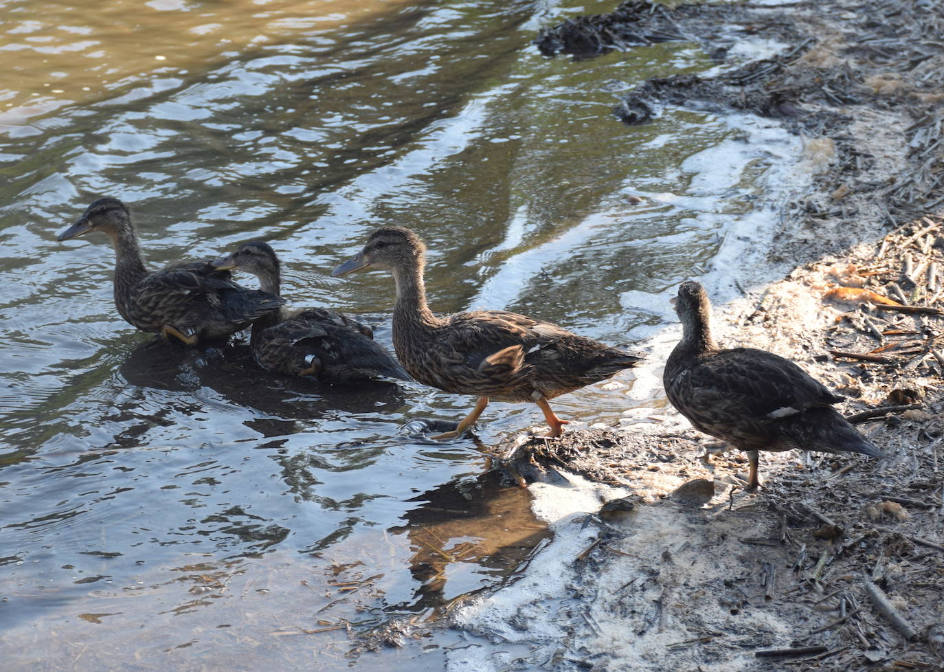 Imagen de unos patos en La Grajera. 