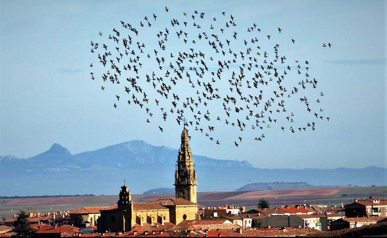 Una bandada de palomas sobre la ciudad calceatense, en una imagen de principios de año. 