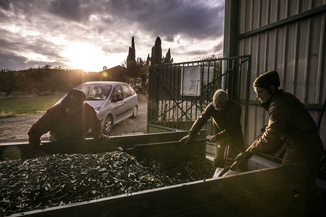 Fotos: Año de sombras para el olivar