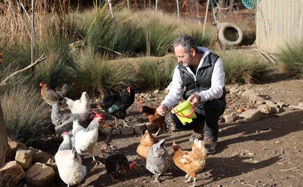 Pablo da de comer a las gallinas de Arcadia. 