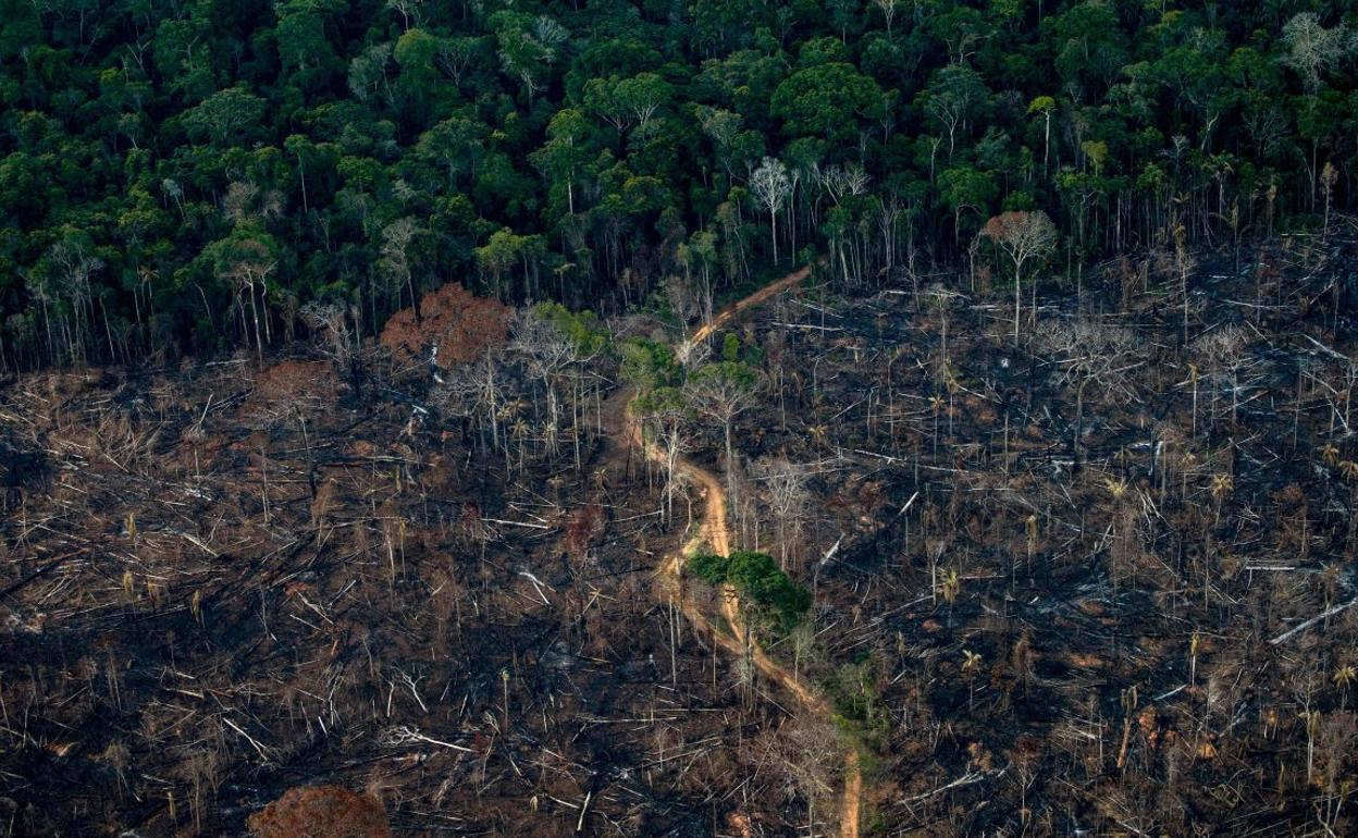 Zona de boques amazónicos devastados por un incendio. 