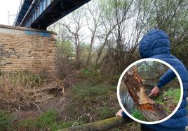 Árboles roídos y derribados por castores en el parque del Iregua de Logroño durante los últimos meses.