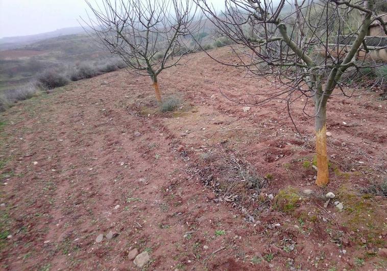 Daños producidos por los conejos en unos manzanos de Cordovín, en una imagen de archivo.