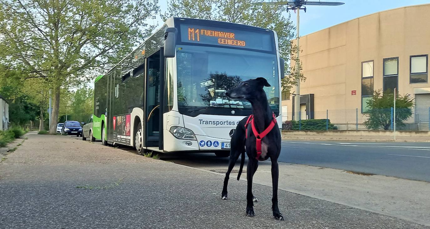 Un perro frente a un autobús Metropolitano.