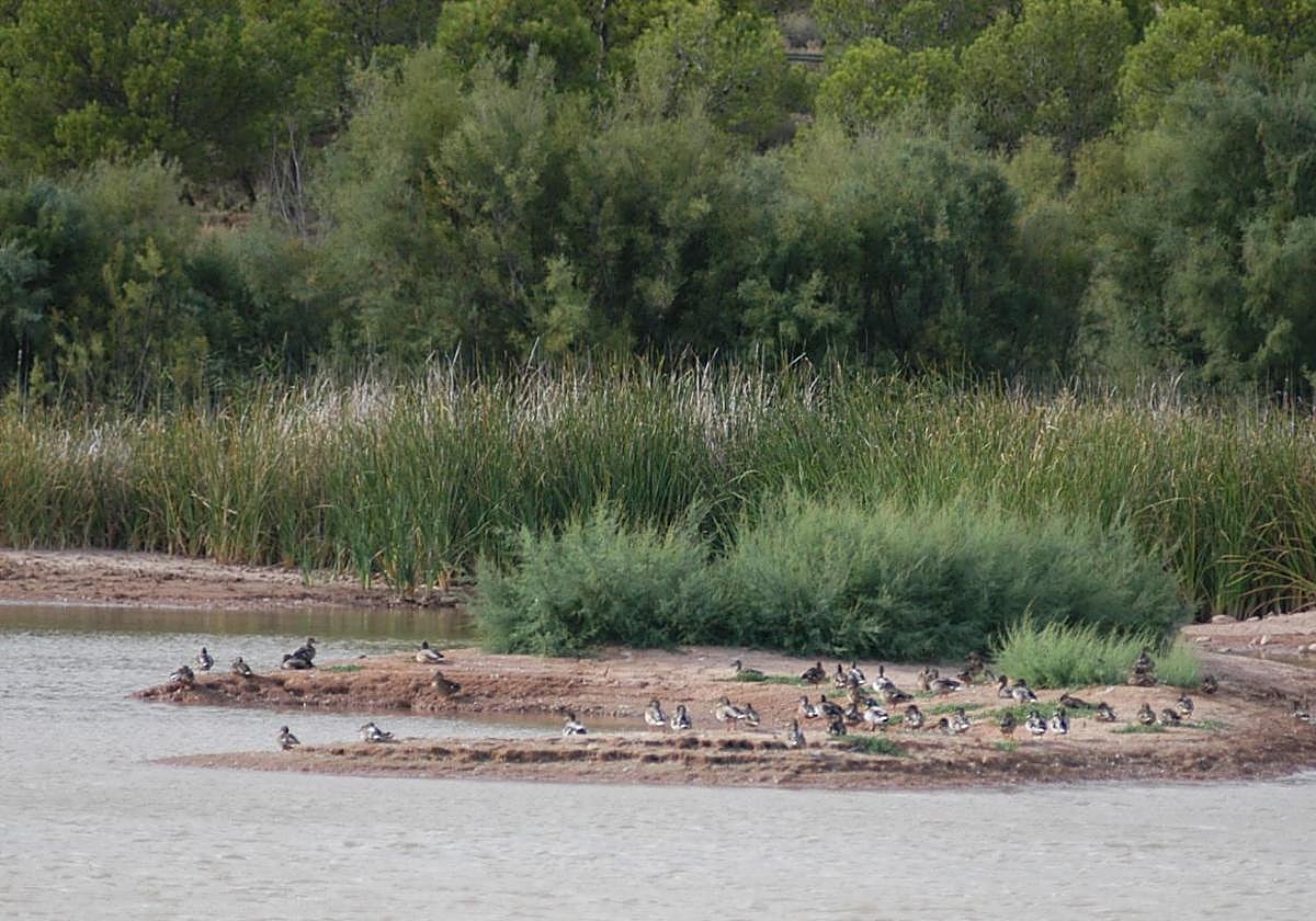 Aves en el humedal de La Degollada de Calahorra.