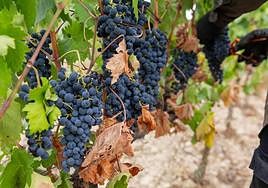 Un laberinto cada día con menos salidas para la diferenciación pretendida