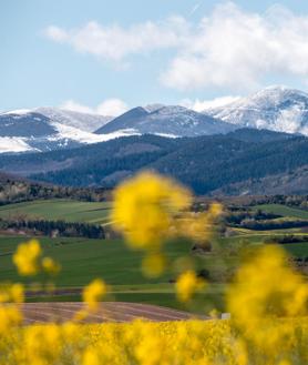 Imagen secundaria 2 - Nieva mientras florece