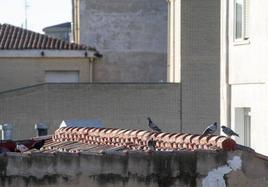 Desde las alturas. Palomas en un tejado del centro de Logroño.