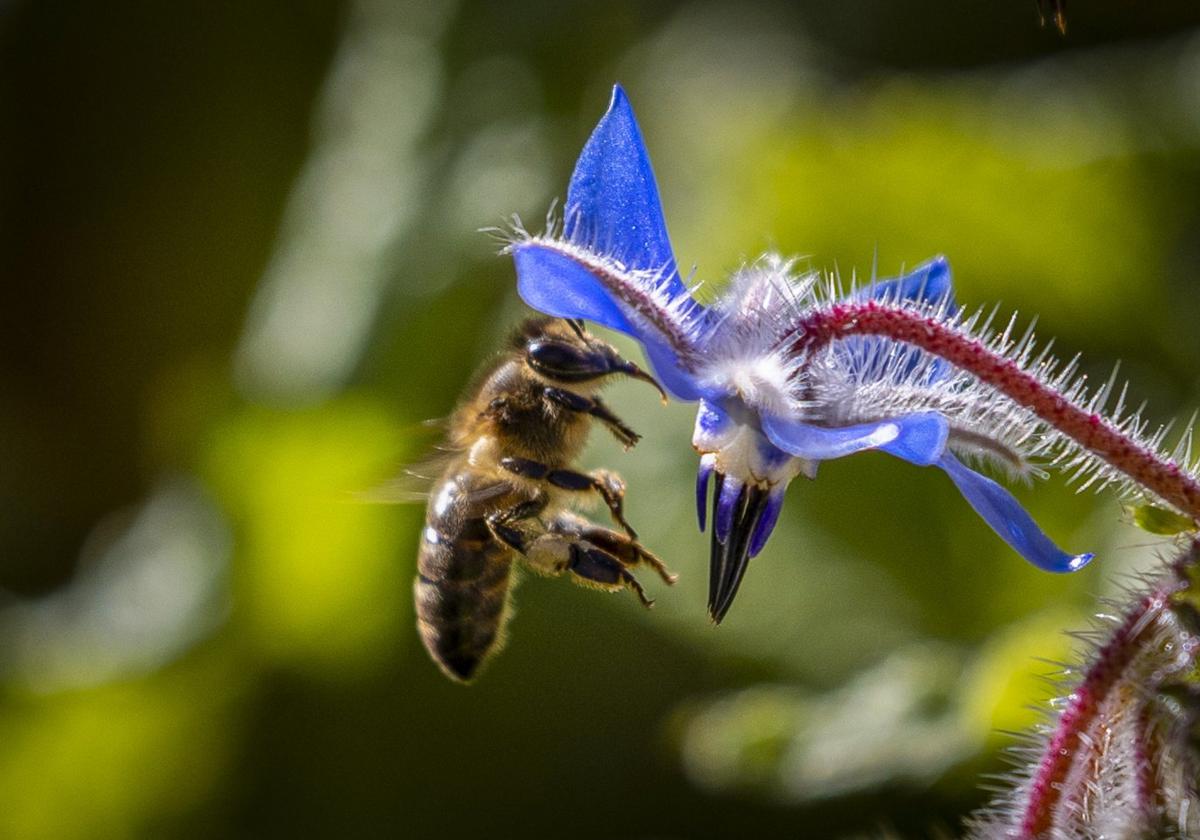 Una abeja liba de una flor en un parque de Logroño.