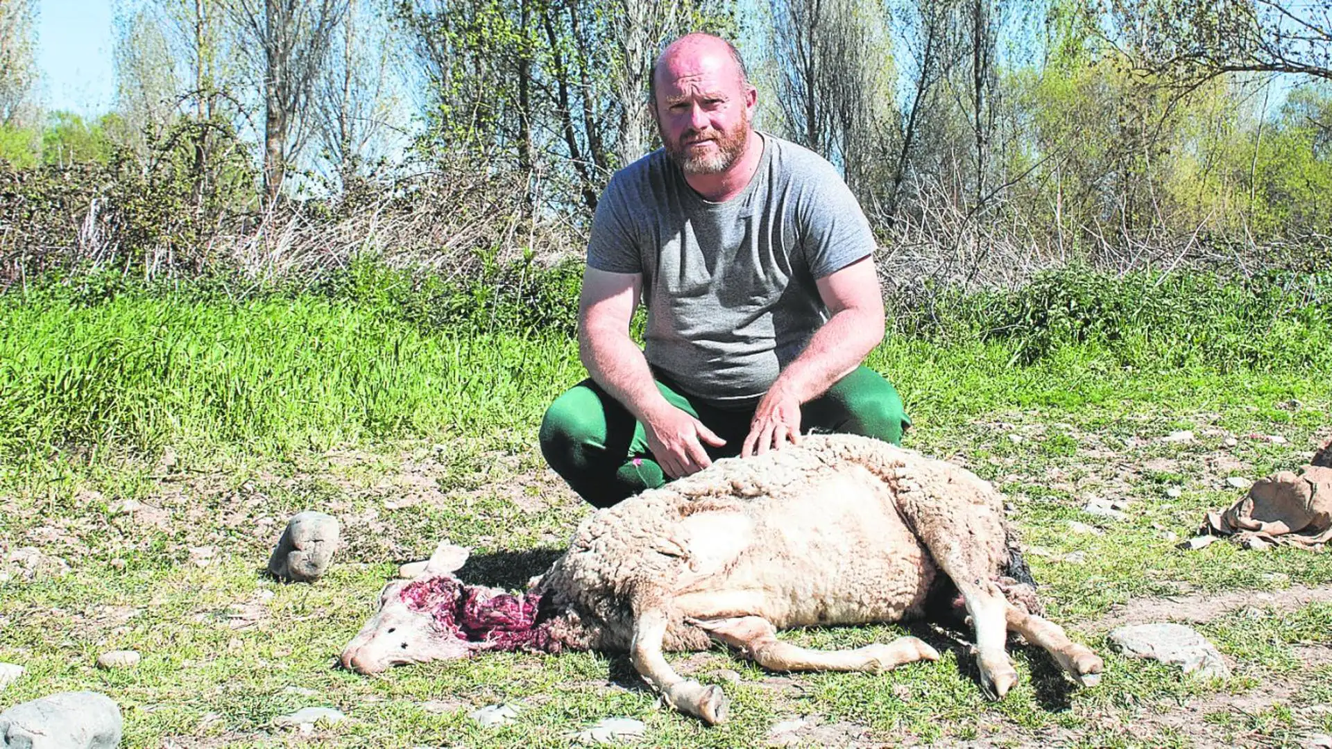 Un lobo mata una oveja en Santo Domingo mientras el pastor guardaba el  rebaño | La Rioja