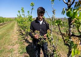 Los regantes discuten hoy una decisión crítica: sacrificar el cereal para salvar los árboles frutales