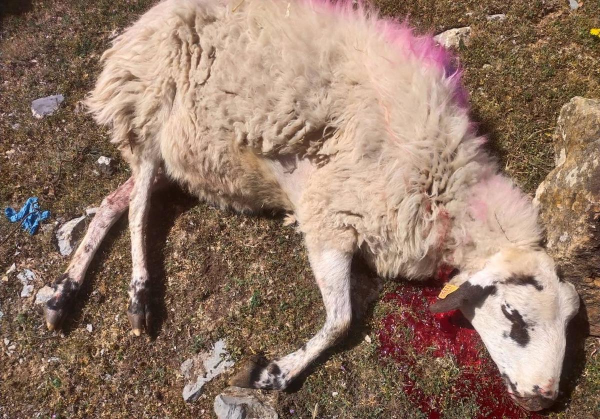 El lobo vuelve a atacar a plena luz del día, esta vez a varias ovejas en Mansilla de la Sierra