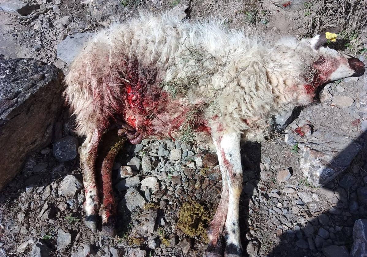 Nuevo ataque de lobo en Mansilla de la Sierra