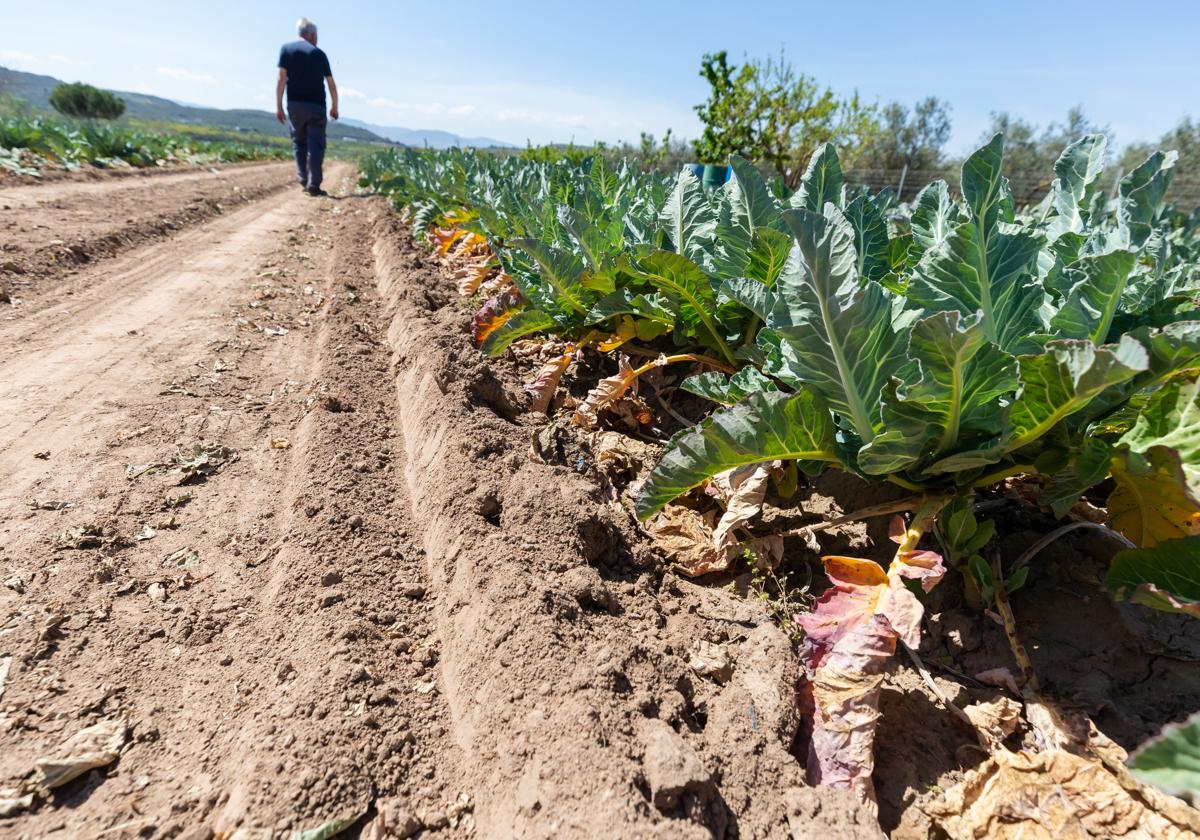 Los campos de coliflor, acelga o lechuga precisan de agua abundante tras la sequía de este primer cuatrimestre de 2023.