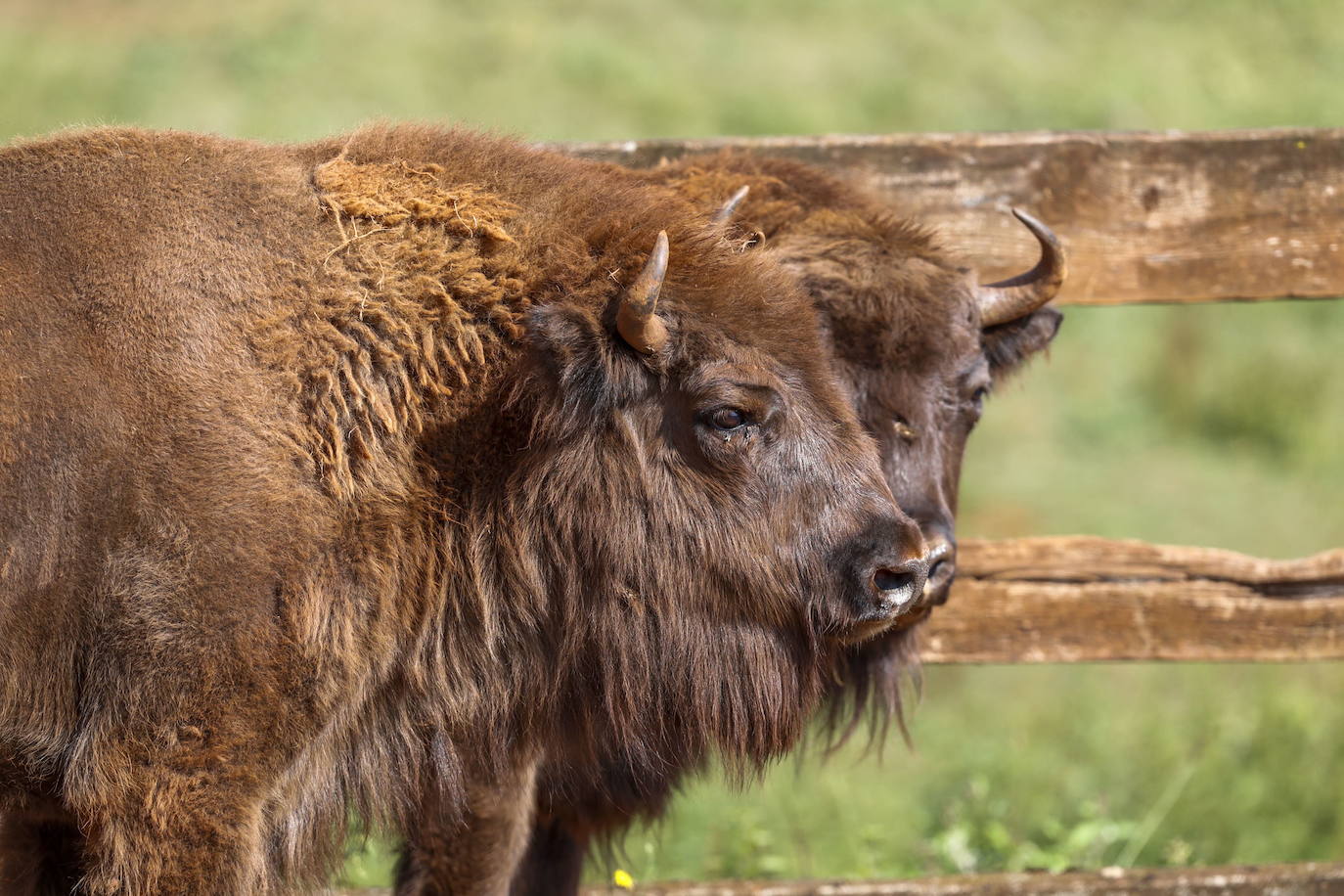 Dos de los jóvenes bisontes de la manada de Cabárceno