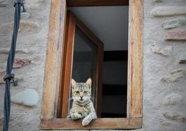 Un gato se asoma a una ventana en Ezcaray.