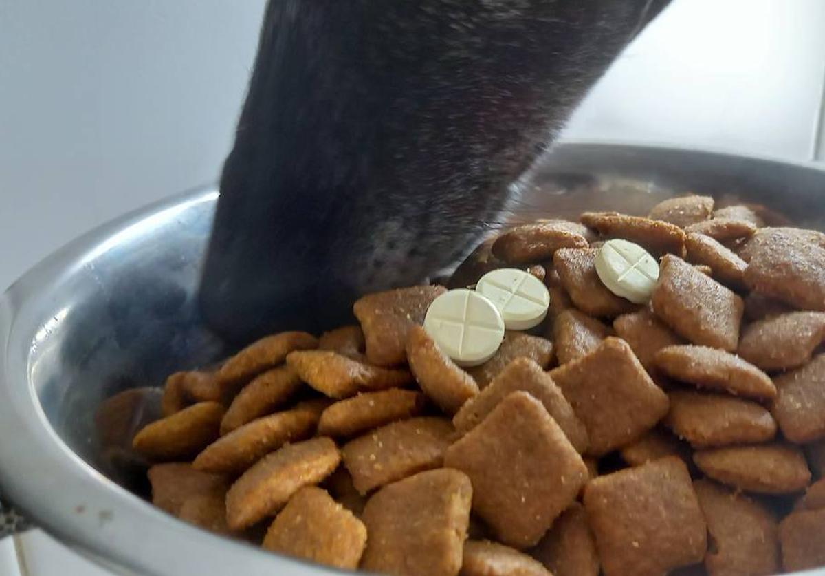 Desparasitación, ¿pastilla, pipeta o collar?