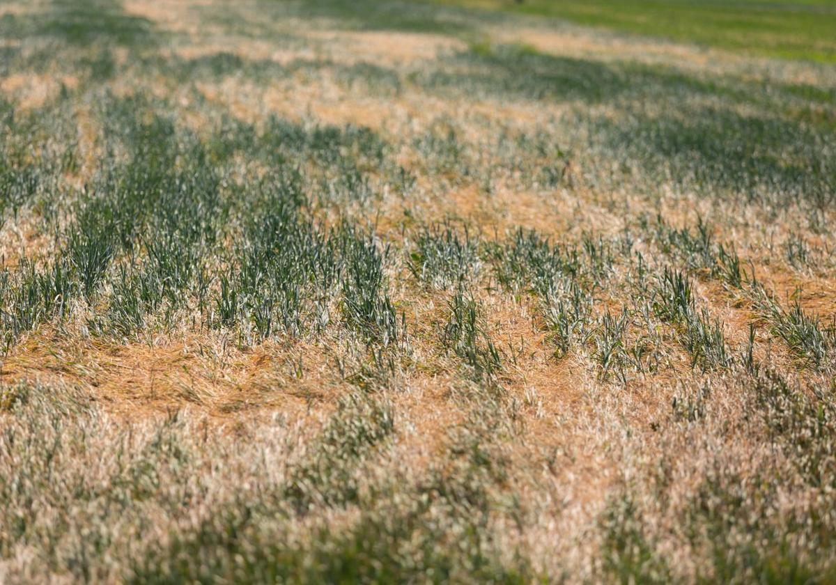 Campo de cereal afectado por la sequía en el término municipal de Albelda.