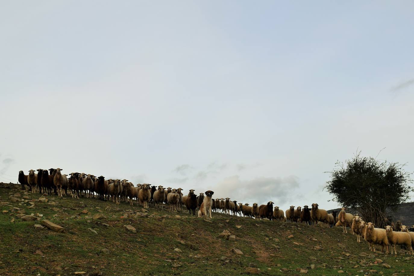 Treguajantes resucita por el impulso de sus descendientes