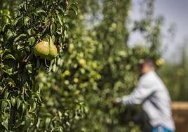 El 40% de la producción de la DOP Peras de Rincón de Soto procede de la zona del Iregua.