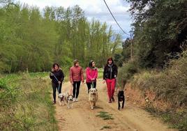 Un grupo de personas pasea a sus perros al aire libre.