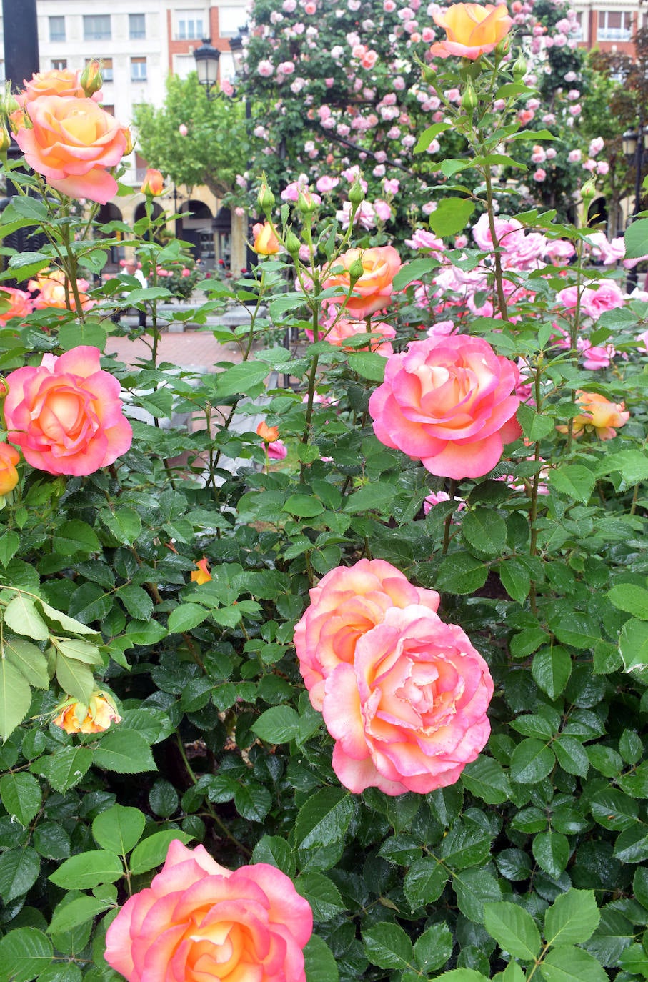 Estallido floral de los rosales de Logroño