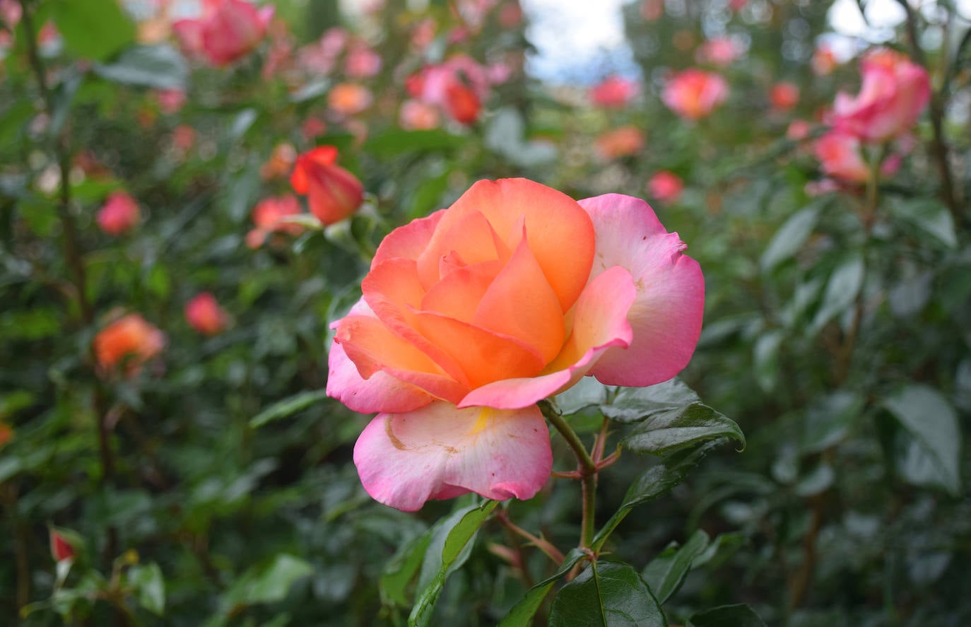 Estallido floral de los rosales de Logroño