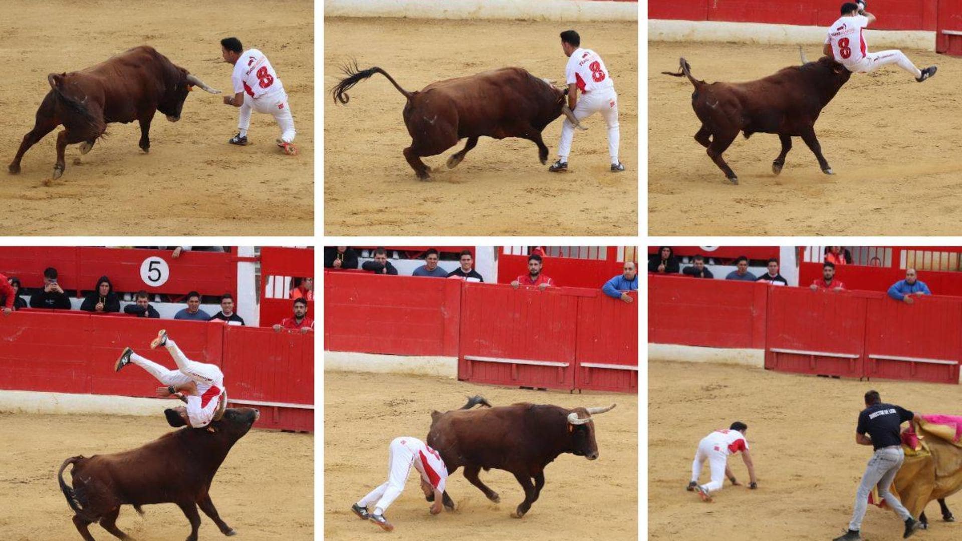 Fiestas de Alfaro: El mismo toro, la misma cogida siete meses después | La  Rioja