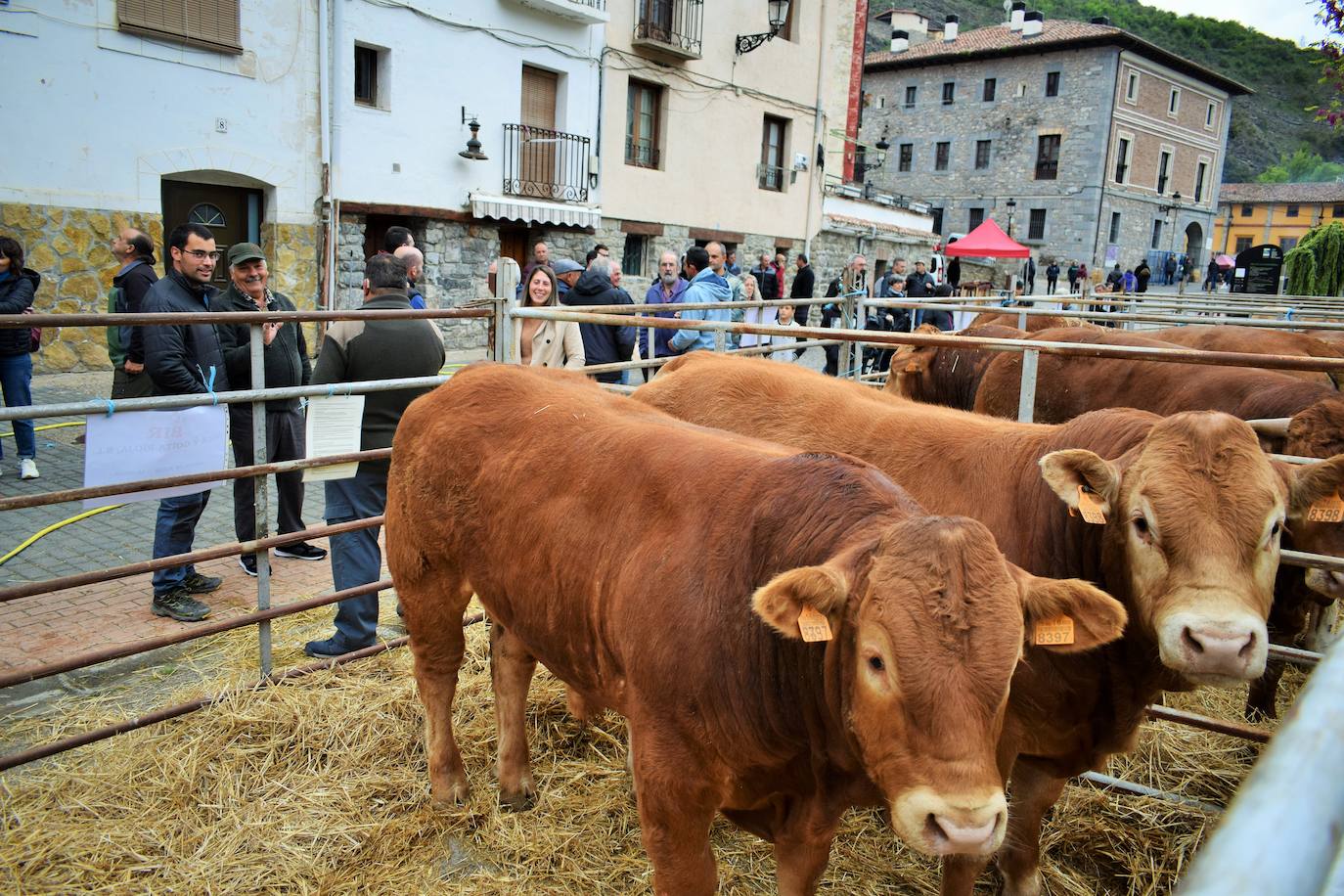 VI Feria del Ganado Selecto del Camero Viejo