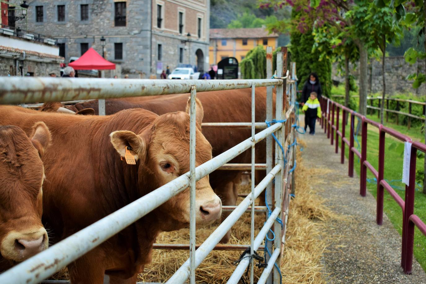 VI Feria del Ganado Selecto del Camero Viejo