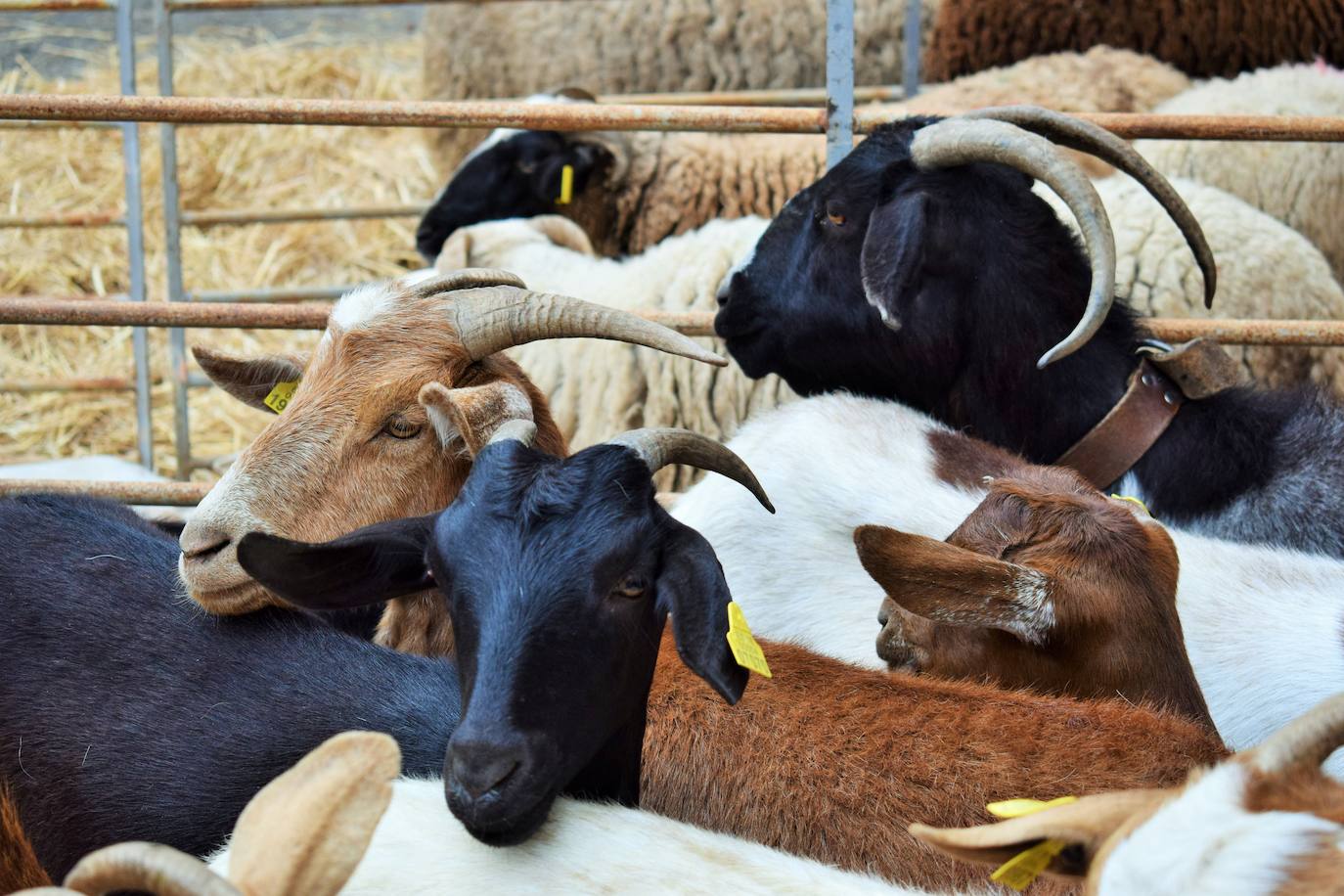 VI Feria del Ganado Selecto del Camero Viejo