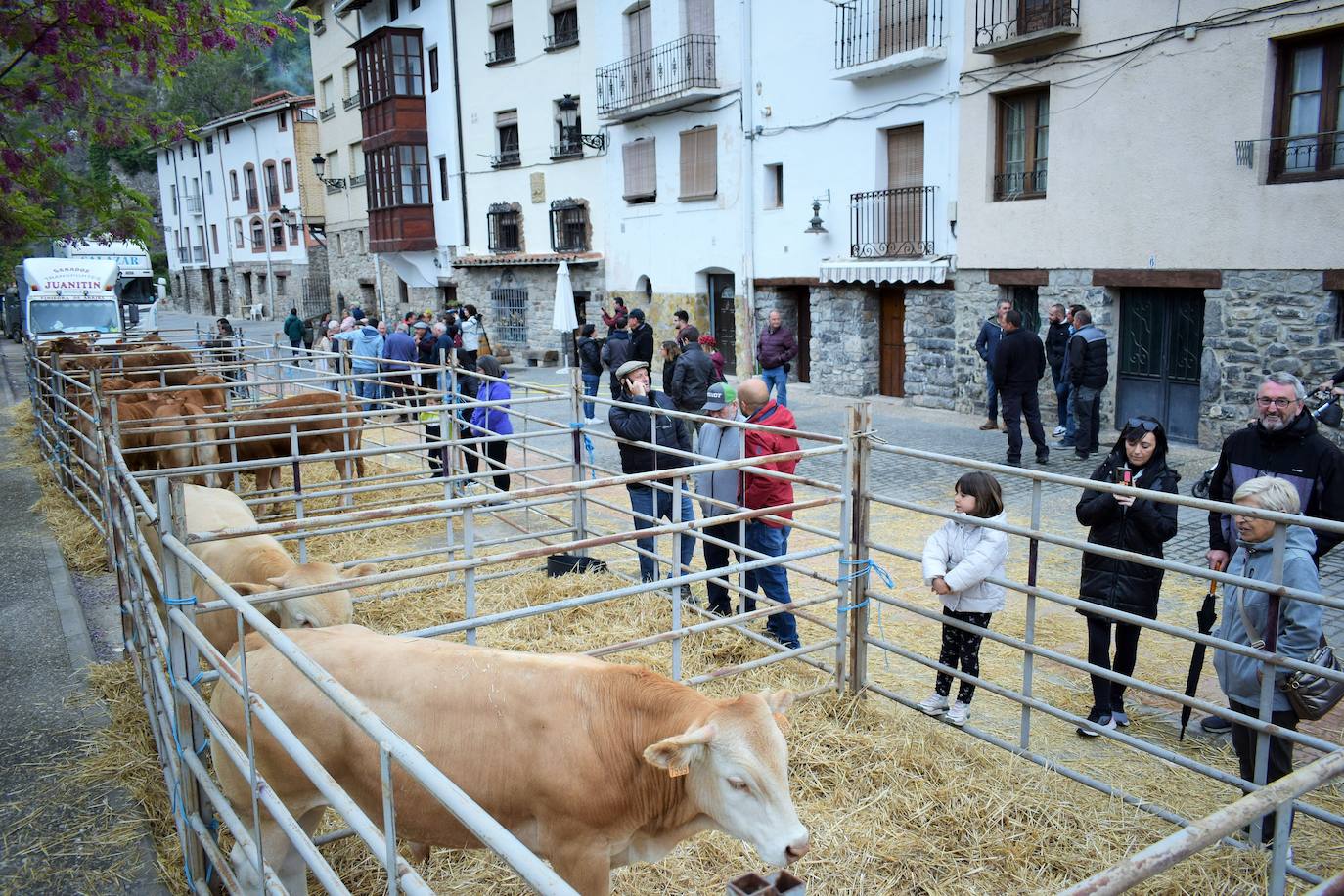 VI Feria del Ganado Selecto del Camero Viejo