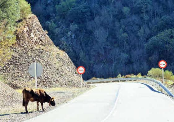Carretera LR-113 entre Valvanera y Mansilla.