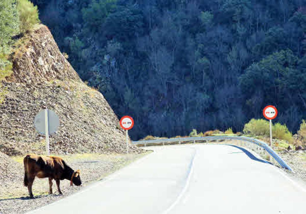 Carretera LR-113 entre Valvanera y Mansilla.