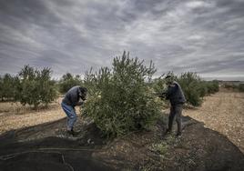 Imagen retrospectiva de la recogida del fruto en un olivar de Alfaro.