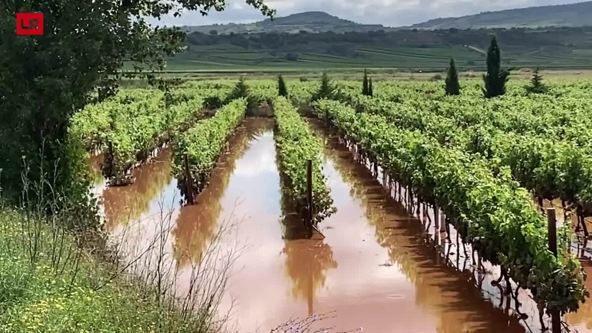 Viñas anegadas en Uruñuela por la tormenta