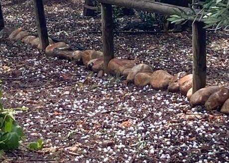 Imagen secundaria 1 - Granizo en Medrano.