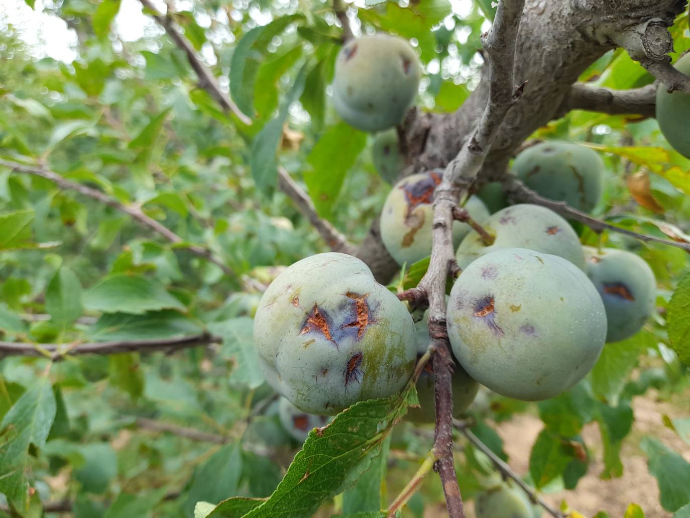 Ciruela golpeada por el granizo en Rincón de Soto.
