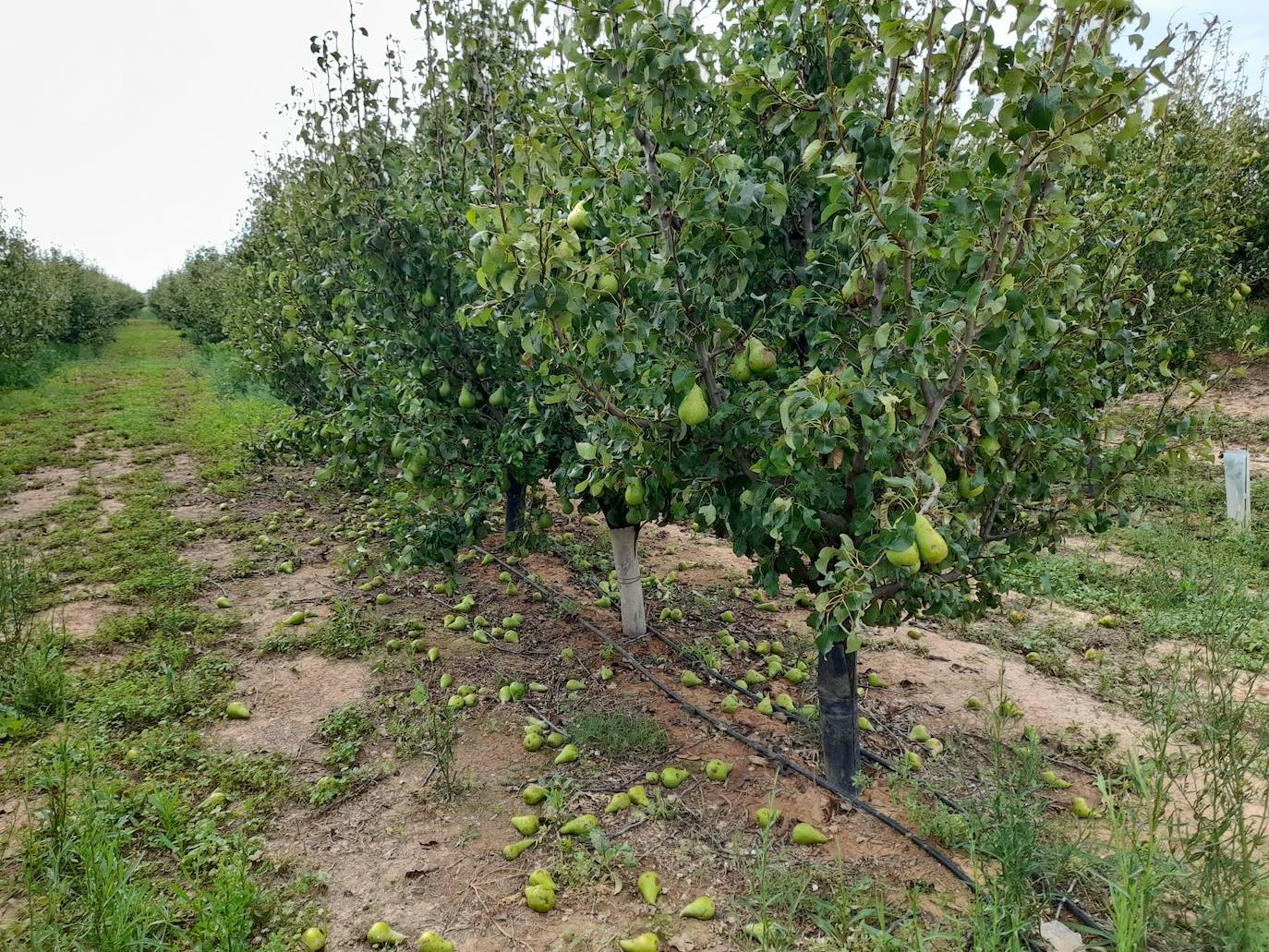 Daños causado por el granizo en peras en Rincón de Soto.