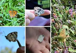 Del lobito agreste a la de la mostaza: algunas de las 700 mariposas que se pueden ver en Sojuela