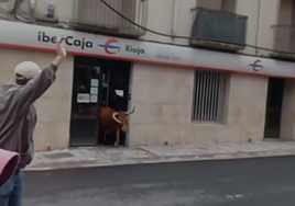 Una vaquilla 'gastadora' se cuela en un cajero en el encierro de Cervera