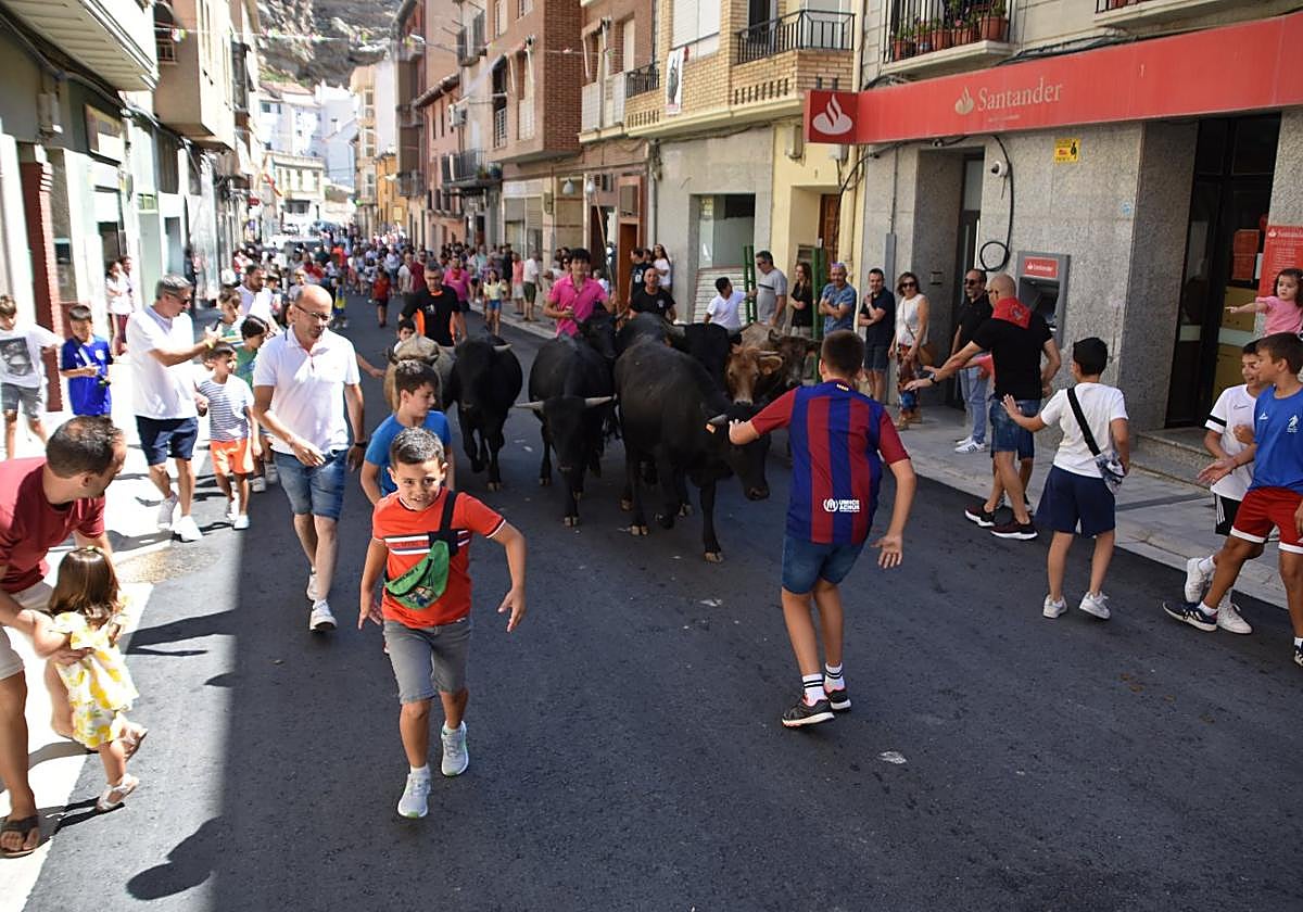 Trashumancia urbana con reses mansas, ayer por la travesía de Cervera del Río Alhama.